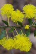 wattle