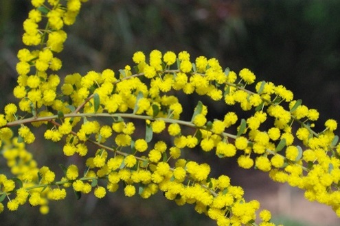 wattle