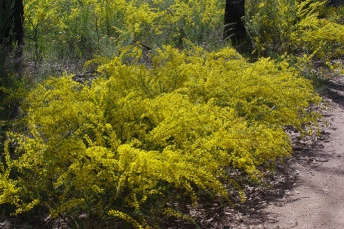 wattle