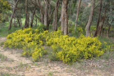 wattle