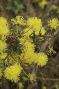 wattle