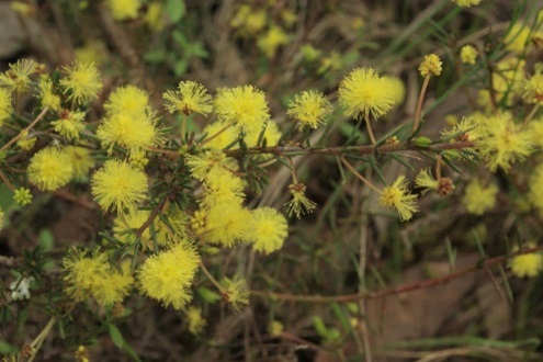 wattle