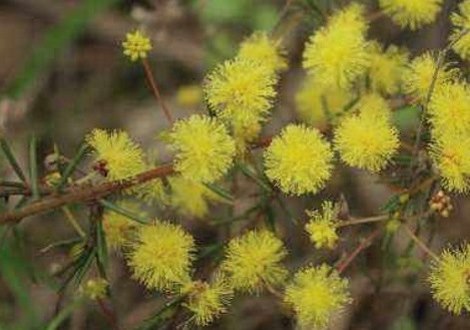 wattle