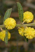 wattle