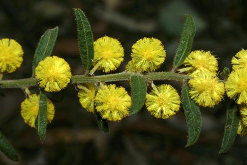 wattle