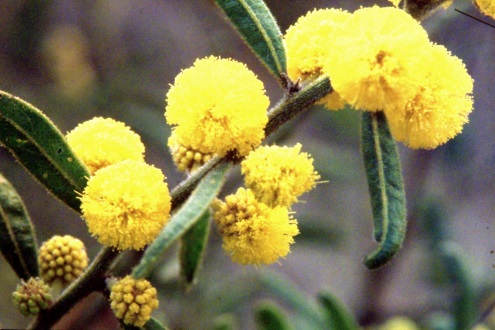 wattle