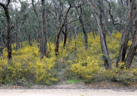 wattle