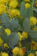 wattle