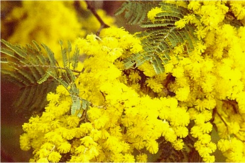 wattle