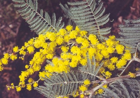 wattle