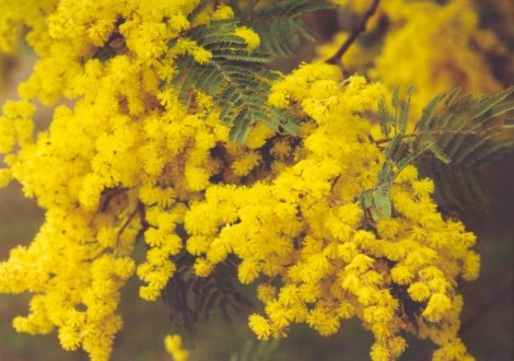 wattle