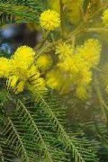 wattle