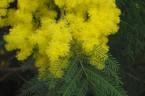 wattle