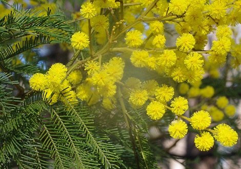 wattle