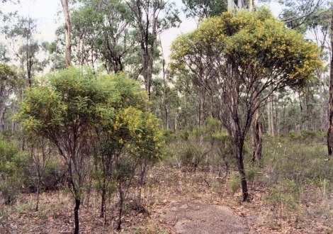 wattle