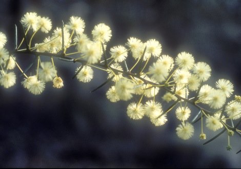 wattle