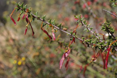 wattle