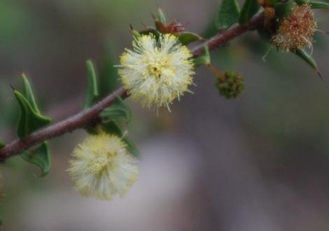 wattle