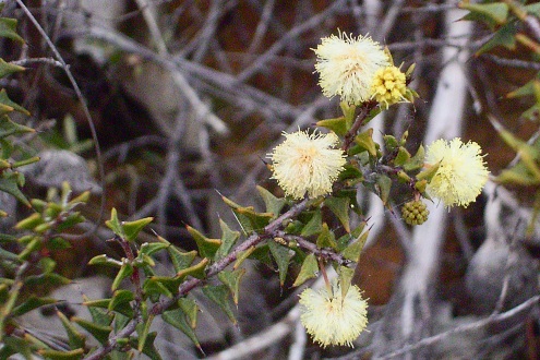 wattle