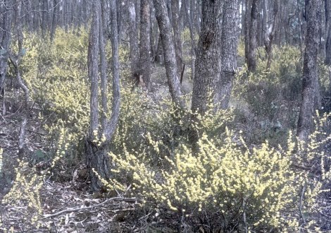 wattle