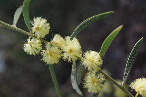 wattle