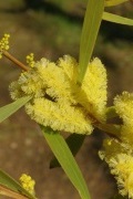 wattle