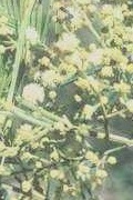 wattle