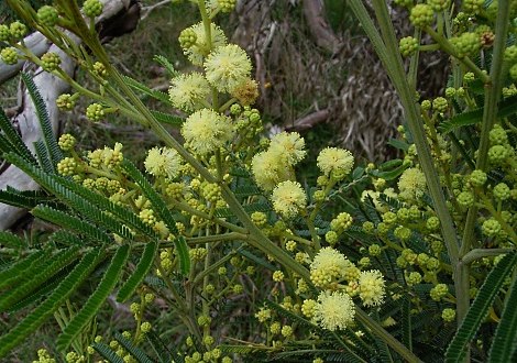 wattle