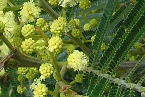 wattle