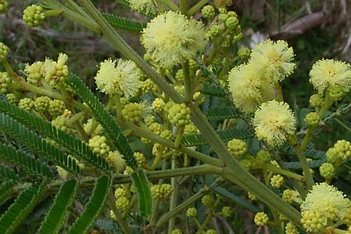 wattle