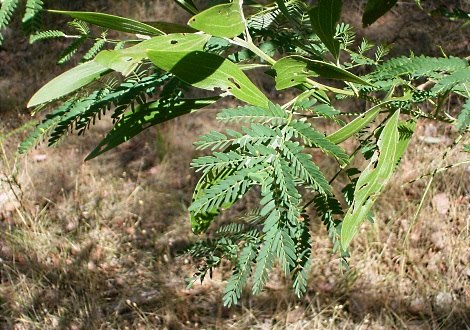 wattle