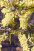 wattle