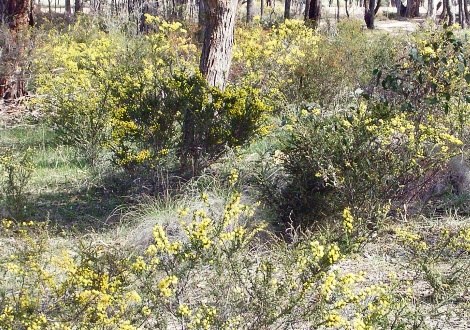 wattle