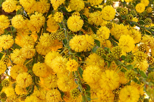 wattle