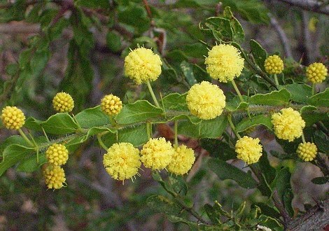 wattle