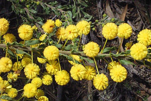 wattle