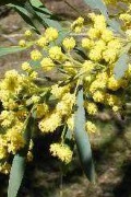 wattle