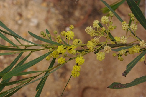 wattle