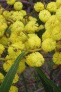 wattle