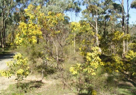 wattle