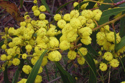 wattle