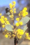 wattle