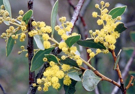 wattle