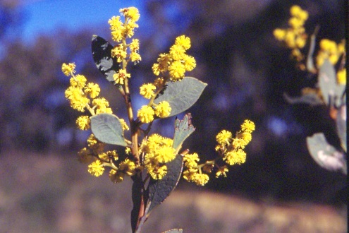 wattle