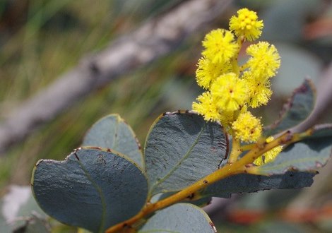 wattle