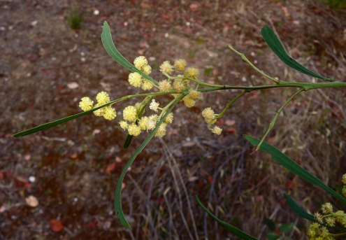 wattle