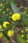 wattle