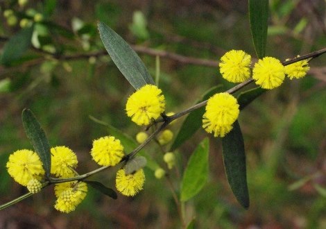 wattle