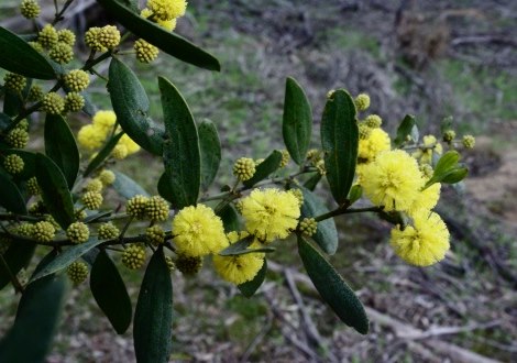 wattle