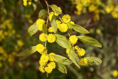 wattle